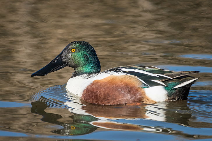 green, white, and brown duck on body of water, northern shoveler, northern shoveler