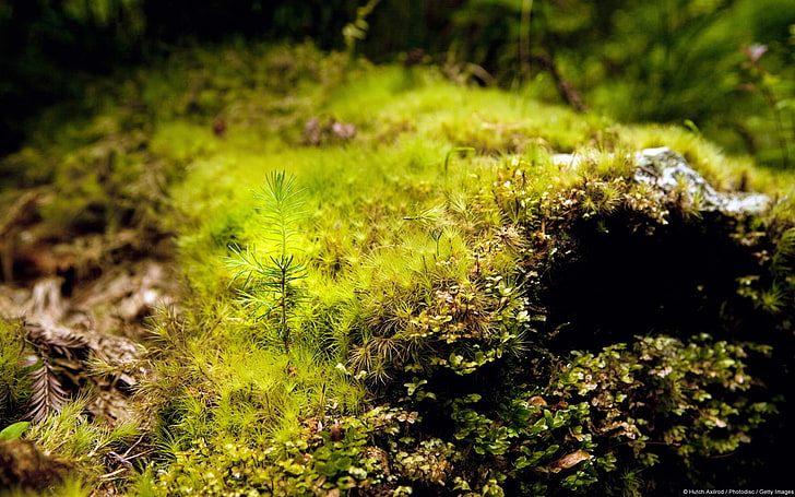 Giant Redwood Sapling-Windows 10 HD Wallpaper, green moss, plant, HD wallpaper