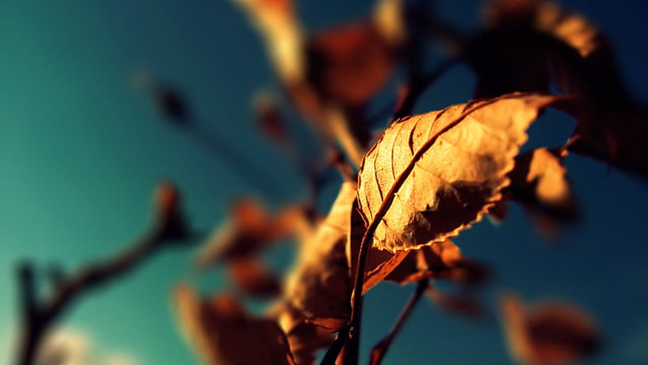 dried leaf, selective focus photo of brown leaf, nature, fall, HD wallpaper