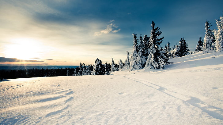 white snow field, landscape, winter, trees, nature, sunlight