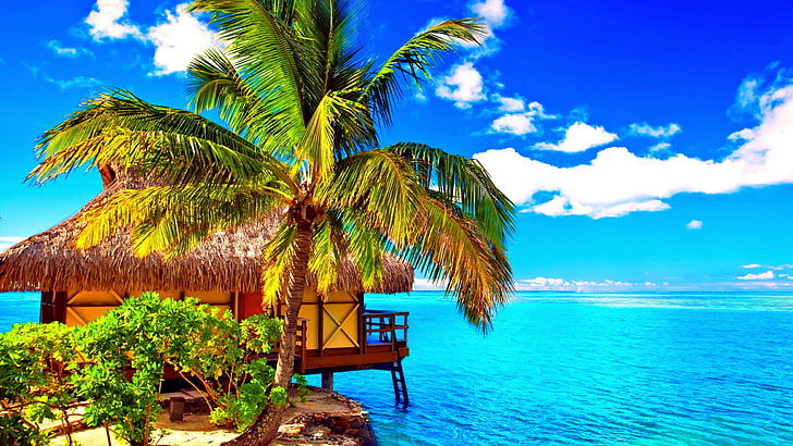 palm, blue sky, summer, island, moorea island, tahiti, french polynesia
