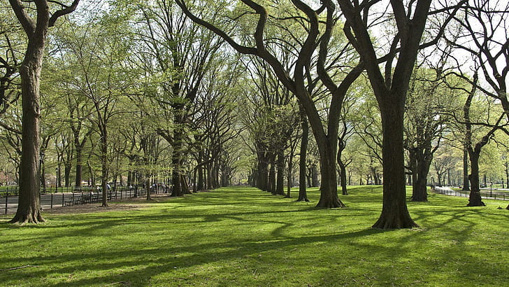 trees, park, grass, HD wallpaper