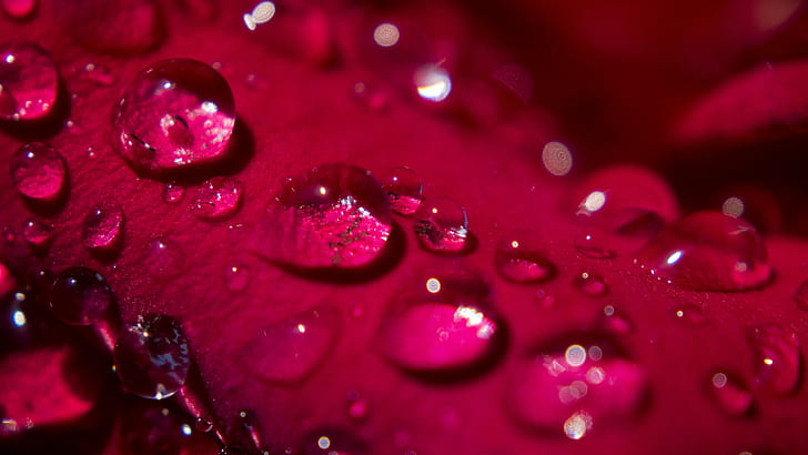 drop of water, rose, rose, Morning Dew, Petal, pedal, water  drop, HD wallpaper