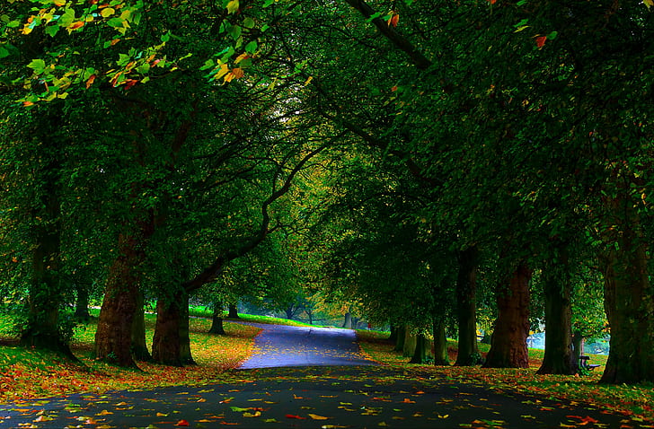 HD wallpaper: Park, trees, greenery, highway beside trees, leaves, walkway  | Wallpaper Flare