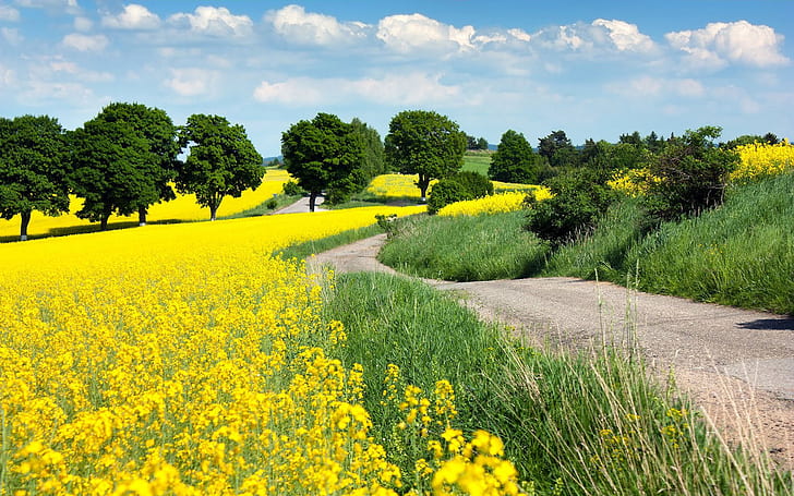 Landscape With Yellow Flowers Fields With Oilseed Rape Country Road 1920×1200, HD wallpaper