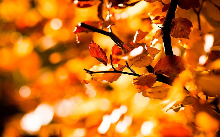 brown leafed plant, nature, fall, leaves, depth of field, bokeh, HD wallpaper