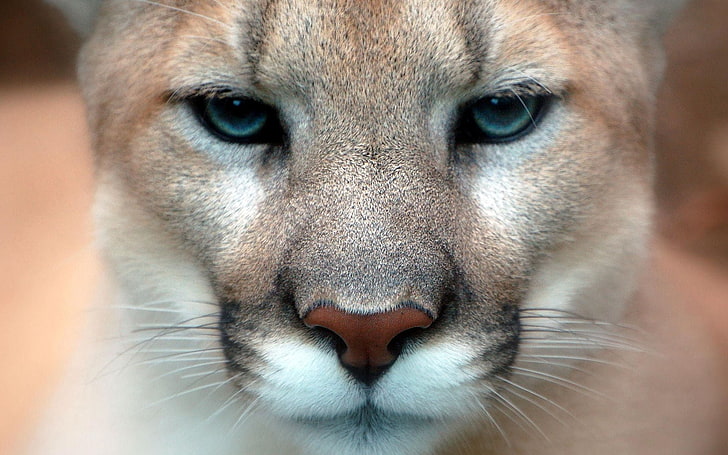 brown lioness, muzzle, puma, eyes, close-up, animal, wildlife