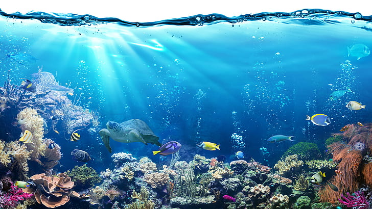 Details more than 152 coral reef underwater wallpaper