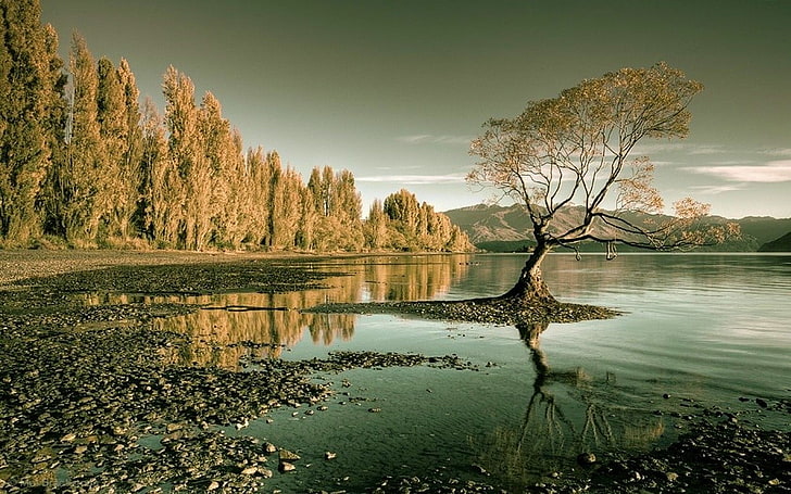 brown leafed tree, nature, landscape, lake, forest, trees, water