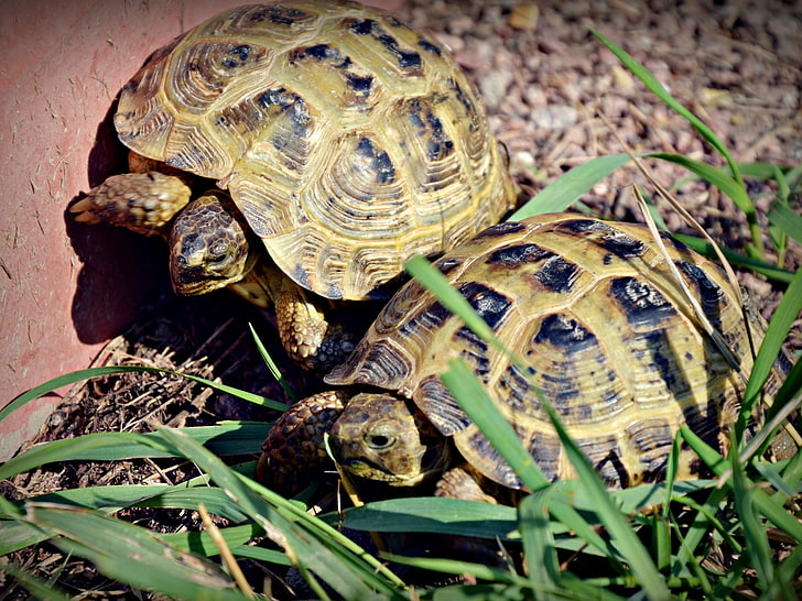 two brown turtles, couple, grass, shell, animal, reptile, tortoise, HD wallpaper
