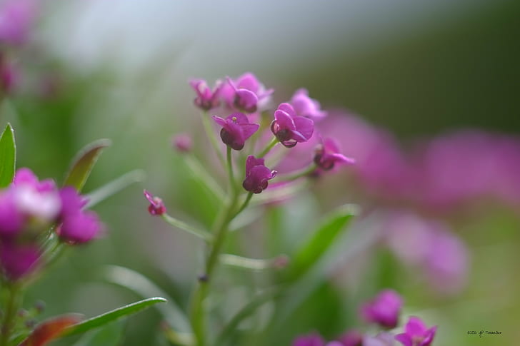 selective focus photo of purple petaled flowers during daytime, aubrieta, aubrieta