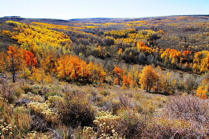landscape of trees at autumn, steens mountain, steens mountain