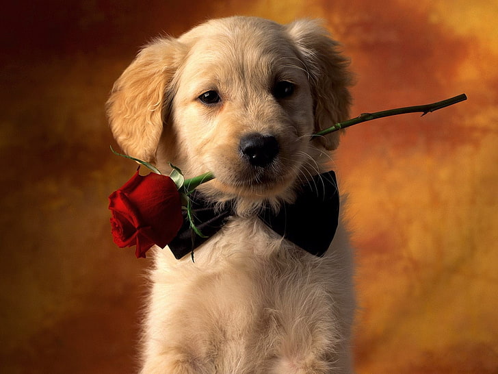 golden retriever puppy biting red rose photography, dog, one animal