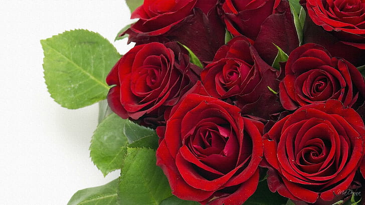 Red Red Roses, red rose flower bouquet, love, valentines day, HD wallpaper