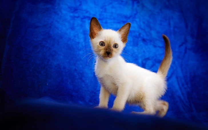 Persian kitten, cat, cute, siamese, baby, pets, animal, domestic Cat