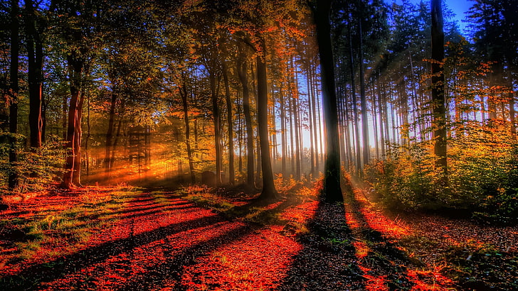red leafed trees, nature, landscape, forest, sunlight, fall, sun rays, HD wallpaper