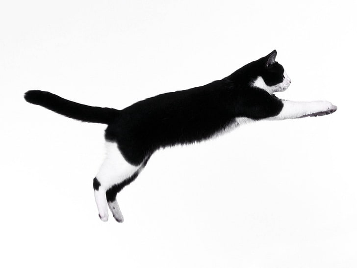 black and white tuxedo cat, jump, spotted, pets, domestic Cat