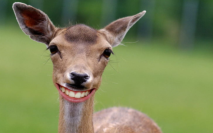 Say Cheeeeeseeeee, deer, cheese, smile, animals, HD wallpaper