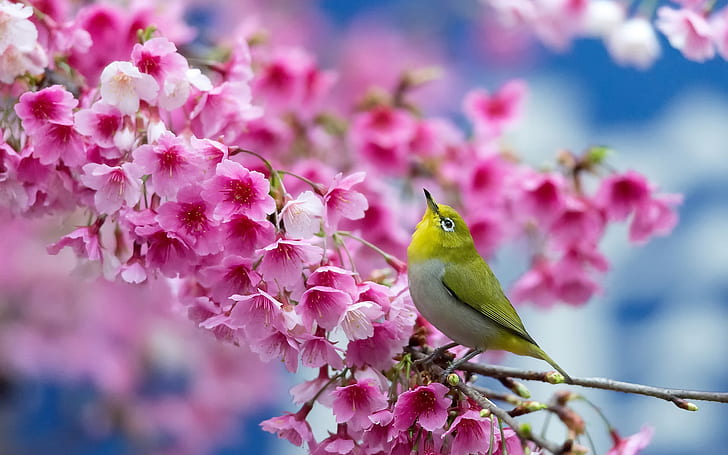 Japanese sakura, cherry flowers, bird, spring