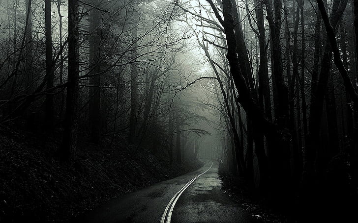 black and white trees dark forest roads monochrome 1920x1200  Nature Forests HD Art, HD wallpaper