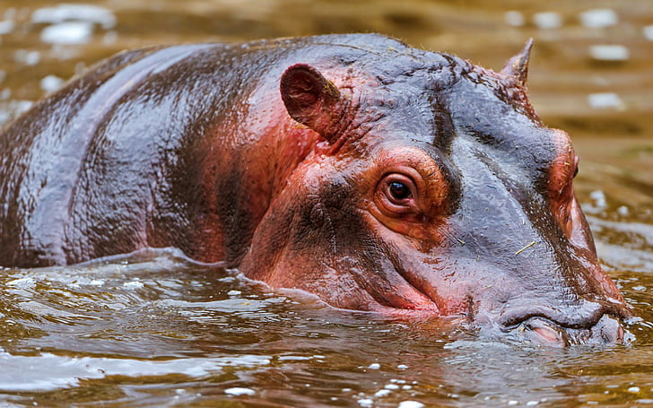 Hippo in the water, black and brown hippopotamus, animals, 2560x1600