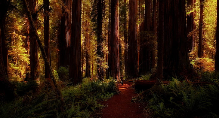 brown wooden forest, nature, landscape, redwood, ferns, trees, HD wallpaper