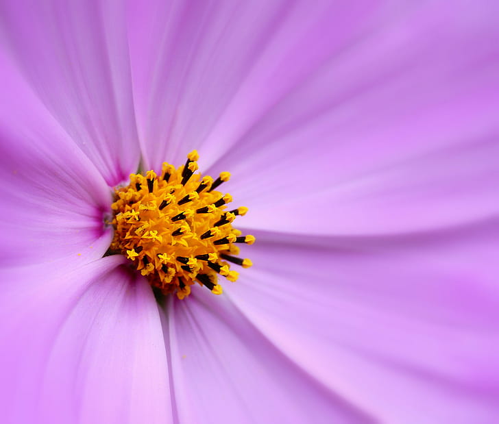 macro photograph of purple petal flower, tiny, tiny, Fireworks, HD wallpaper