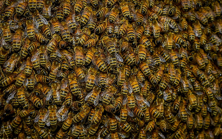 Swarm of Bees, HD wallpaper