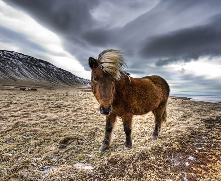 brown horse standing on dried grass during cloudy weather, iceland, iceland