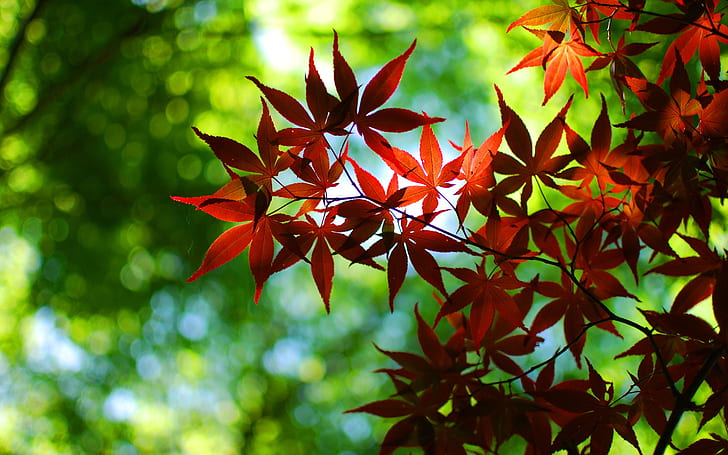 Bokeh, green, autumn, red maple leaves