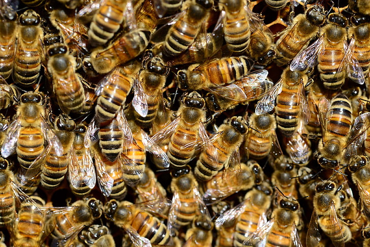 animal photography, animals, beehive, beekeeping, bees, close up, HD wallpaper