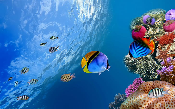 Underwater Coral Fish Sea Ocean Pictures Free, blue, black and yellow fish, HD wallpaper
