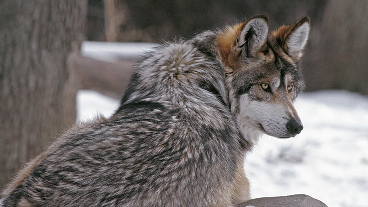gray fox, wolf, fur, winter, animals, animal themes, mammal, one animal