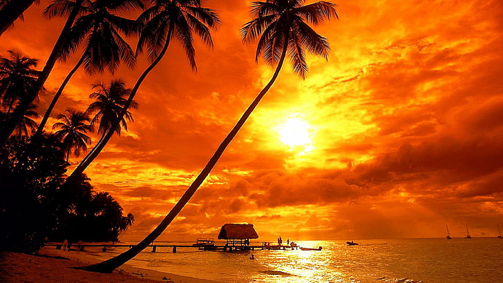 arecales, palms, trinidad and tobago, caribbean islands, beach, HD wallpaper
