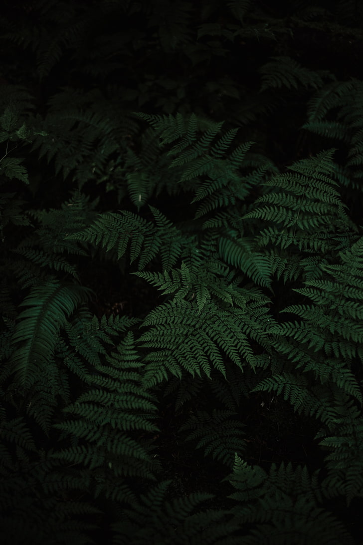 HD wallpaper: 4K, oled, plants, fern, green, black | Wallpaper Flare
