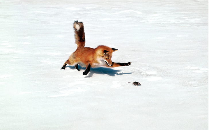 Fox Mouse Chase Snow Winter HD, animals, HD wallpaper