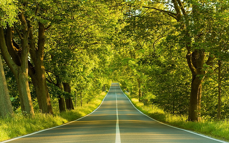 gray asphalt road, marking, greens, summer, trees, nature, forest, HD wallpaper