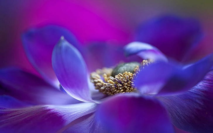 purple Poppy flower in bloom macro photo, Anemone, nature, blue, HD wallpaper