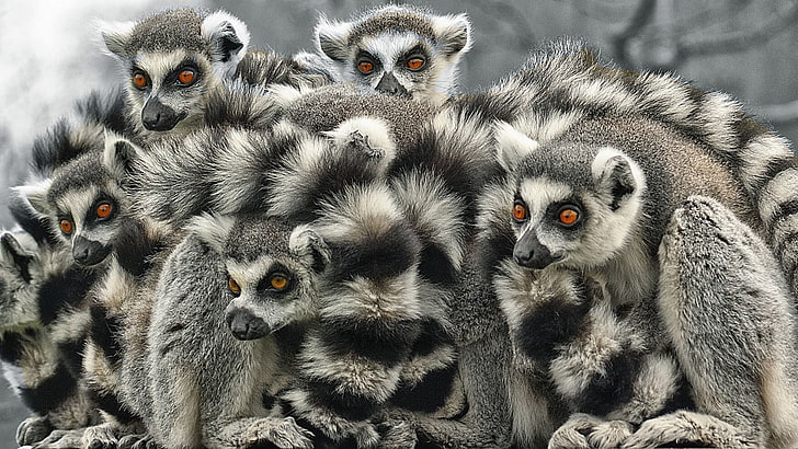 primate, lemur, madagascar cat, animals, mammal, indri, animal themes