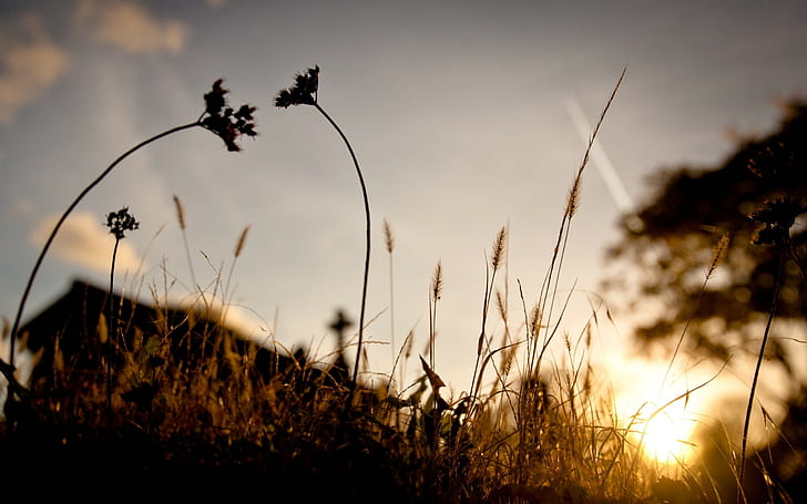sunlight, nature, spikelets, silhouette, photography, landscape