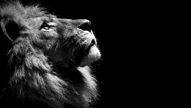 HD wallpaper: lion, black, dark, monochrome, wild, one animal, mammal,  animal themes | Wallpaper Flare