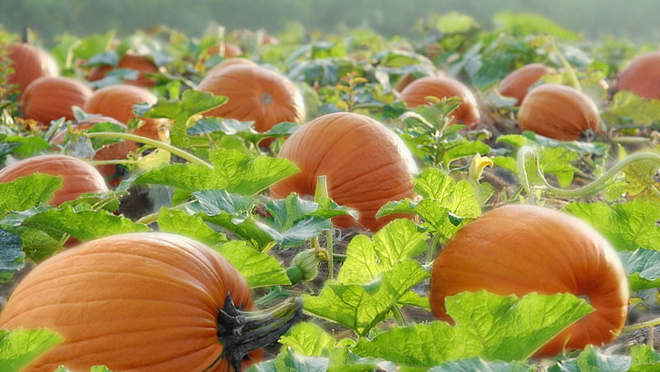 pumpkin, squash, vegetable, halloween, orange, autumn, produce, HD wallpaper