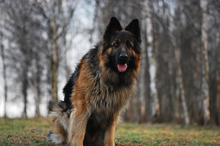adult brown and black King Shepherd, dog, tired, grass, running