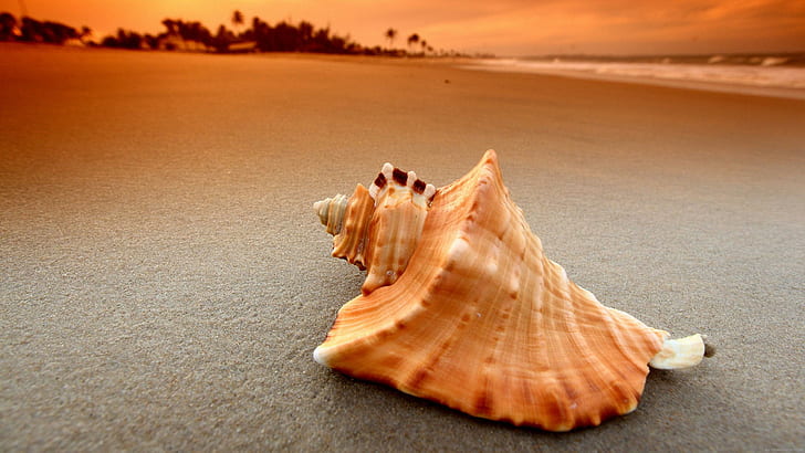 Seashell on the beach, brown sea shell, nature, sand, HD wallpaper