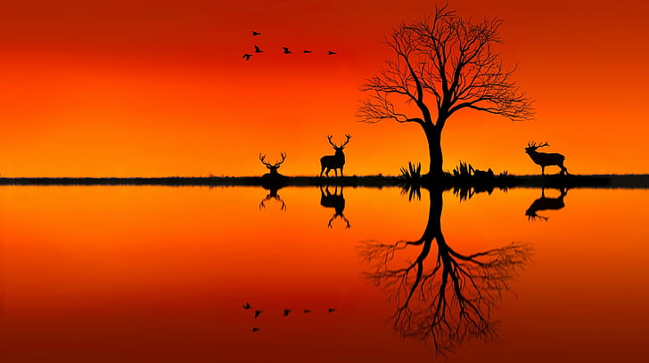 480x800px | free download | HD wallpaper: elk, animals, sunset, evening,  horizon, hd, animal themes, animals in the wild | Wallpaper Flare