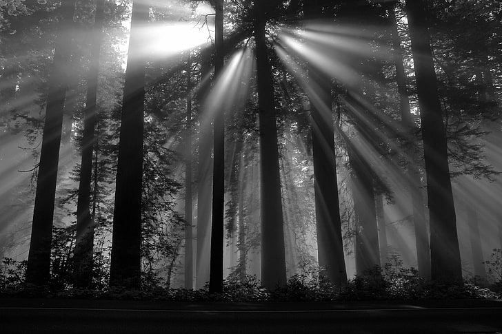 photography, nature, Black forest, sun rays, dark, plants, trees, HD wallpaper