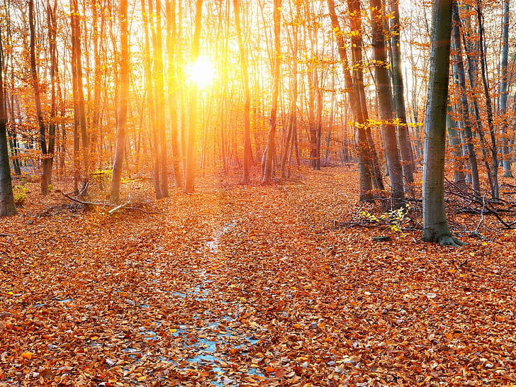 Forest, autumn, sun rays, trees, leaves, dried leaves