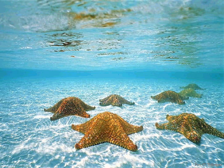 blue crystal clear Starfish Nature Beaches HD Art, water, HD wallpaper