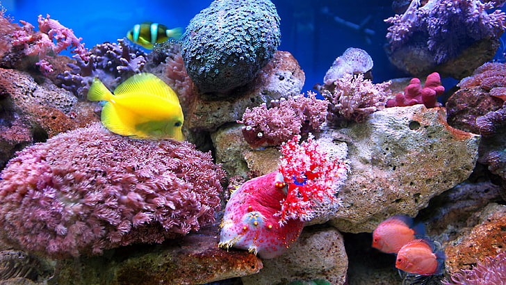 picture of coral reefs download, animal wildlife, sea life