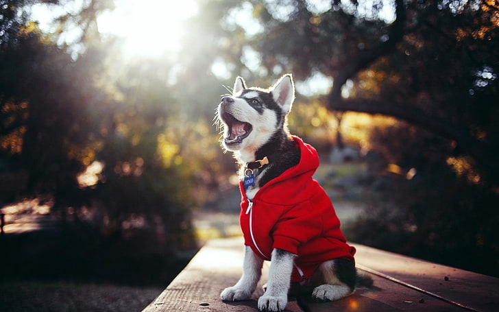 short-coated black and white dog, puppies, animals, sunlight